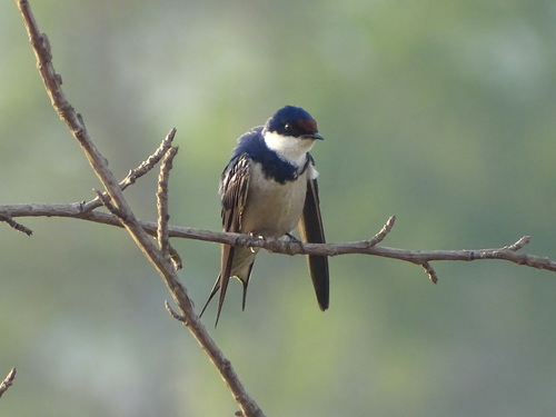 White-throated Swallow (Hirundo albigularis)