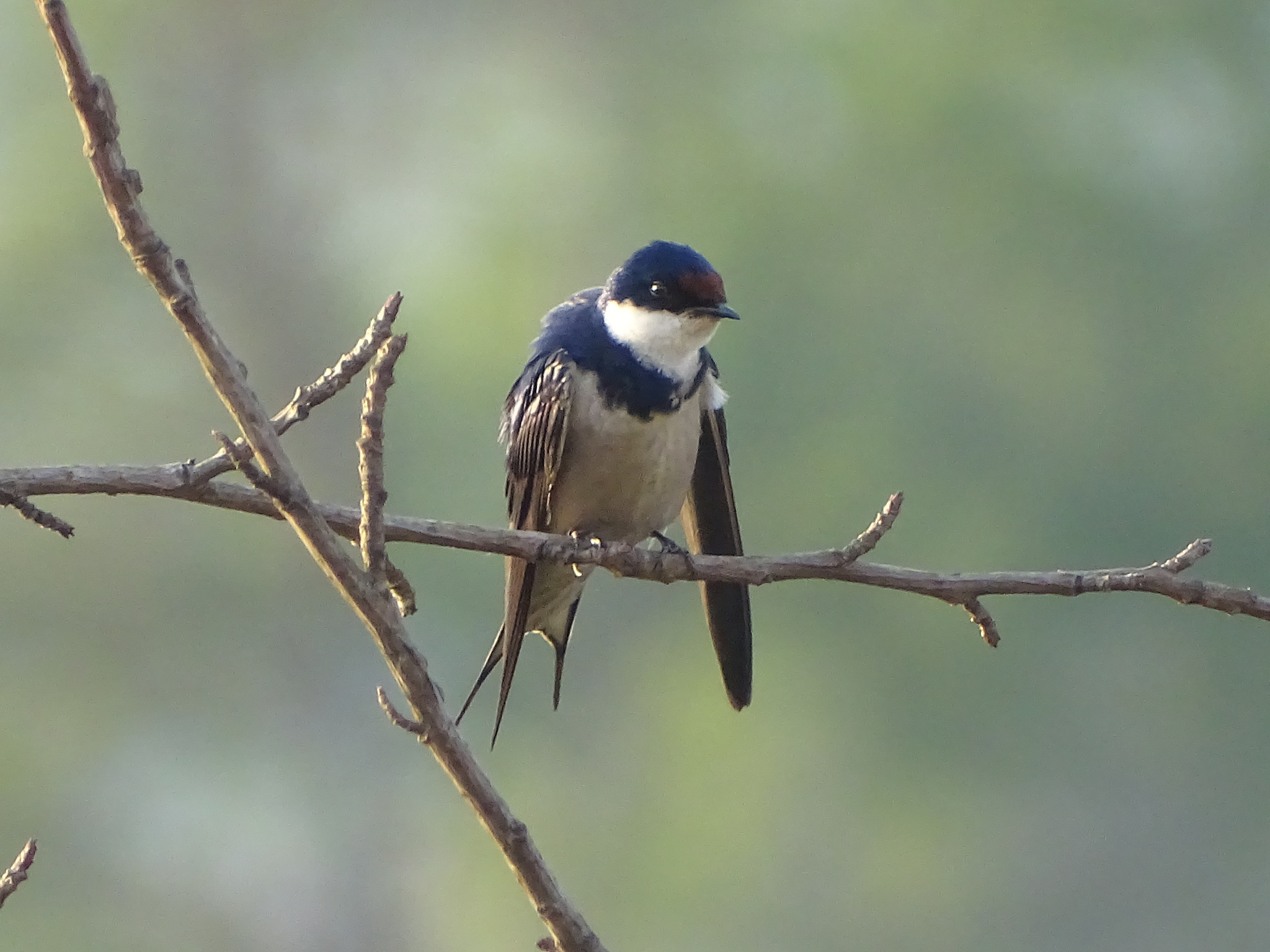 White-throated Swallow (Hirundo albigularis)