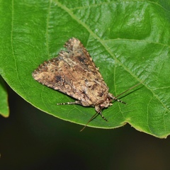 Mythimna snelleni