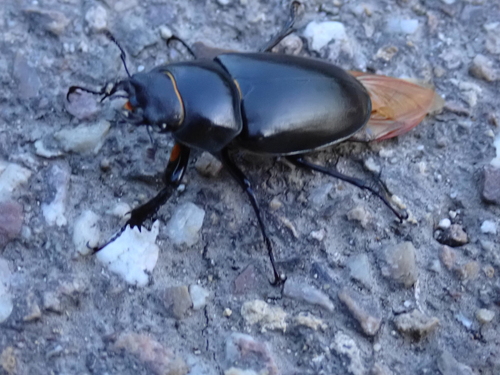 Lucanus cervus