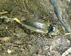 Cardiophorus