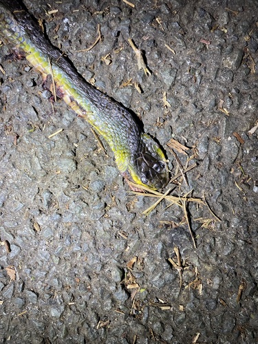 Common Tree Snake sighting