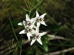 Asclepias feayi