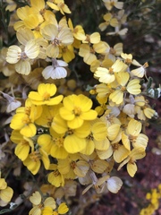 Psilostrophe tagetina