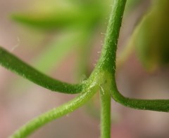 Sagina japonica