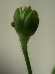 Sagina japonica