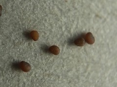 Sagina japonica