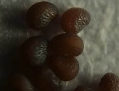 Sagina japonica