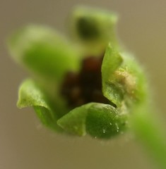 Sagina japonica