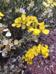 Psilostrophe tagetina
