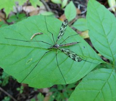 Tipula trivittata