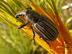 Lyperobius cupiendus