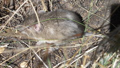 Heteromys irroratus
