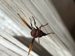 Rhynchium