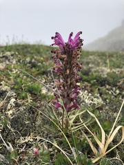 Pedicularis lanata