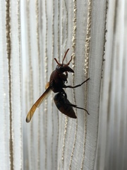 Rhynchium