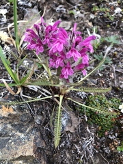 Pedicularis lanata