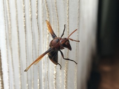 Rhynchium