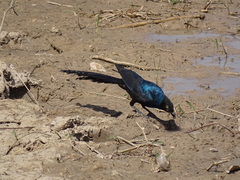 Lamprotornis caudatus