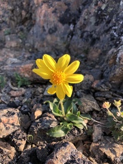Arnica griscomii