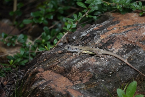 Common Butterfly Lizard