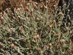 Brickellia frutescens