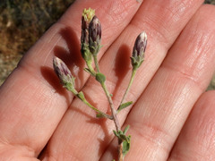 Brickellia frutescens