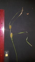 Carex bullata