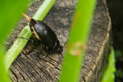 Prionus laticollis