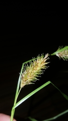 Carex bullata