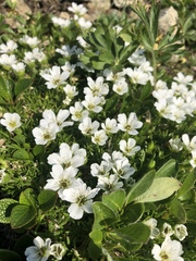 Pseudocherleria macrocarpa