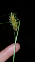 Carex bullata