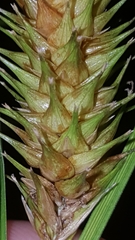 Carex bullata