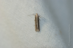 Mirificarma interrupta
