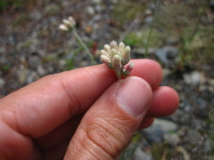 Antennaria rosea