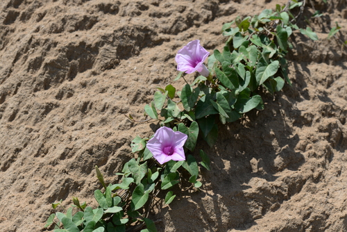 Ipomoea littoralis iNat (2)
