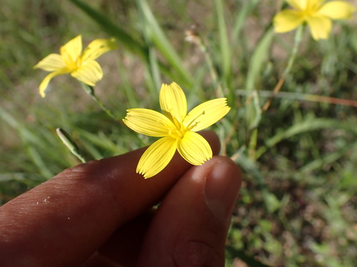 Image of Lactuca viminea by (c) Franck Cabot, some rights reserved (CC BY)