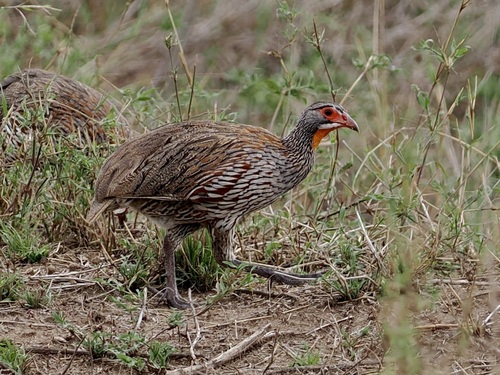 Grey-breasted Spurfowl (Pternistis rufopictus), photo 5