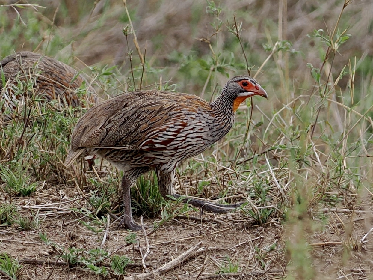 Grey-breasted Spurfowl (Pternistis rufopictus), photo 7