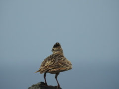 Alauda gulgula coelivox