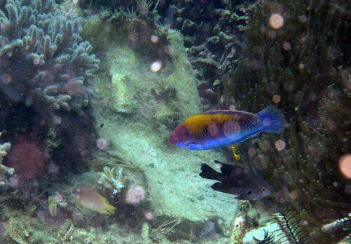 Orange-back fairy wrasse (Cirrhilabrus aurantidorsalis) — Labridae
