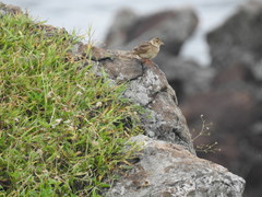 Alauda gulgula coelivox