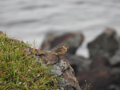 Alauda gulgula coelivox