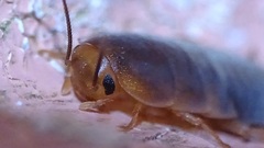 Myrmecoblatta hebardi
