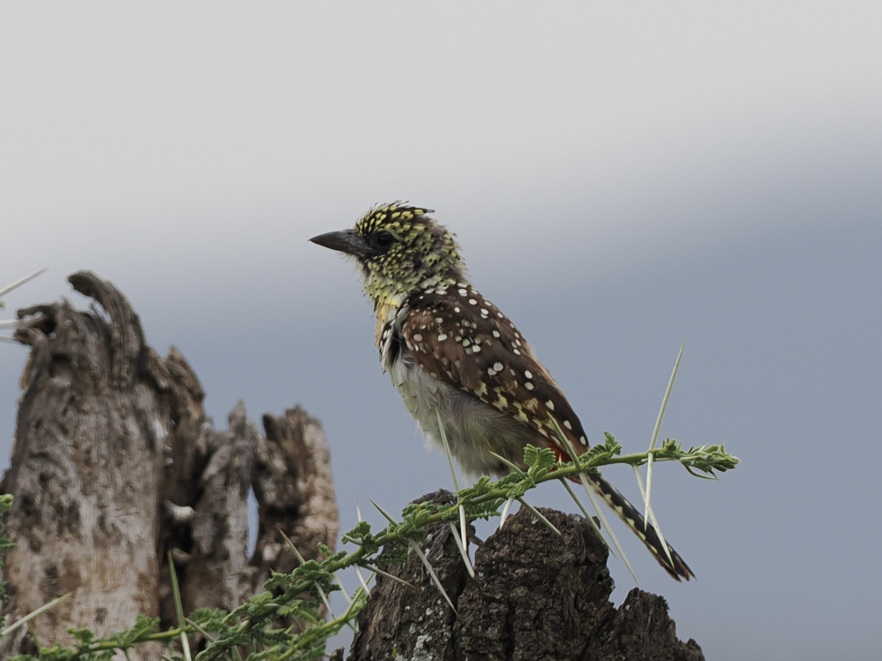D'Arnaud's Barbet illustration