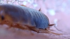 Myrmecoblatta hebardi