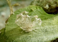 Cyerce blackburnae