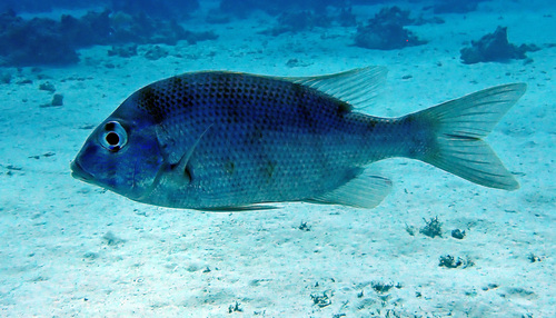 Gymnocranius grandoculis observed 2024-10-10