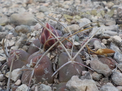 Thelocactus hexaedrophorus