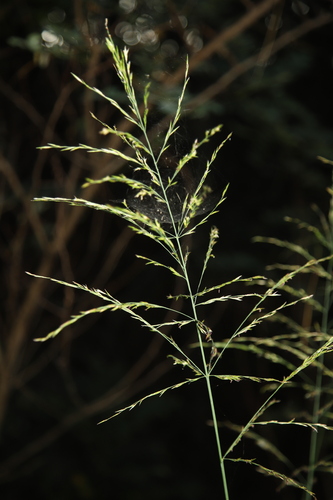 Moliniopsis japonica iNat (3)